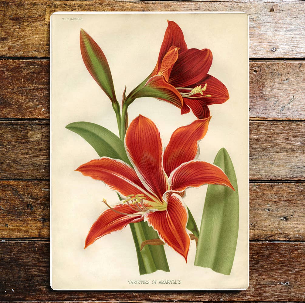 Lifestyle spring flower | Metal Sign Plaque