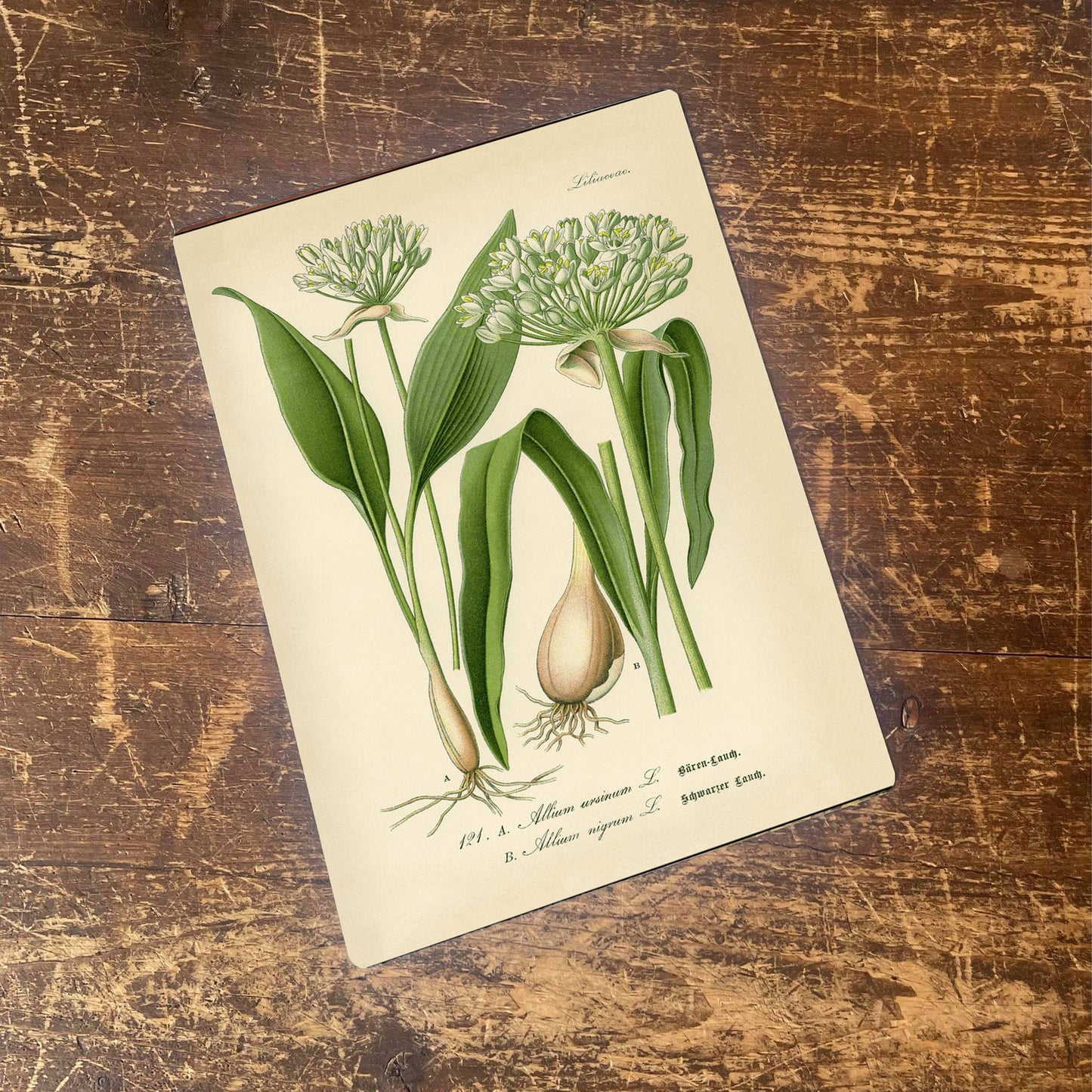 Garlic Herb flowers Botanical | Metal sign