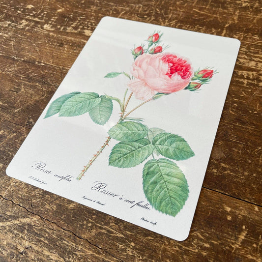 Vintage Flower illustration rose | Metal Wall Sign