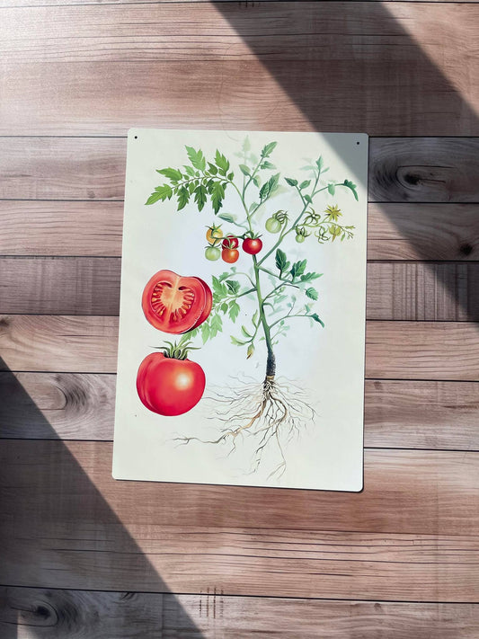 Tomato botanical illustration Metal Wall Sign