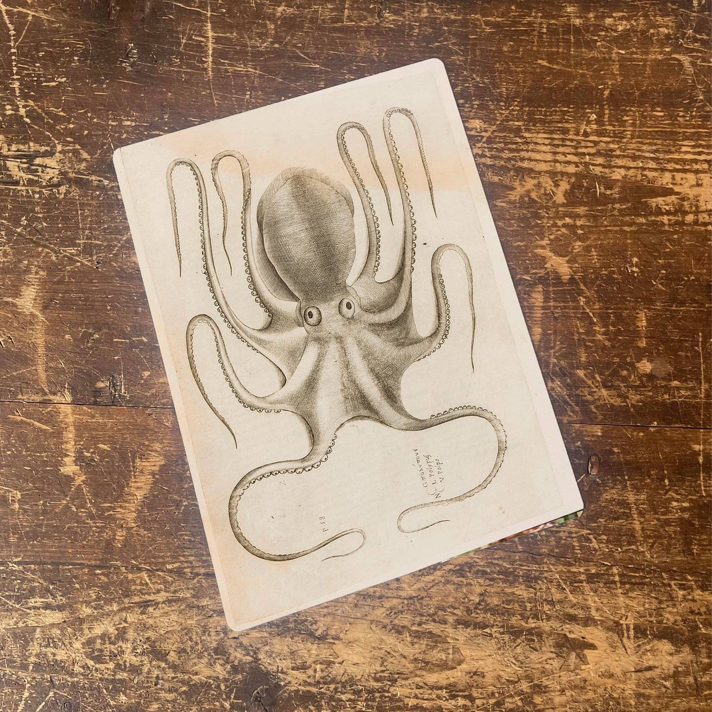 octopus botanical illustration b | Metal Wall Sign