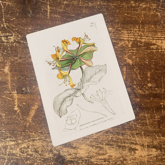 Pale perfoliate honeysuckle botanical Metal Sign