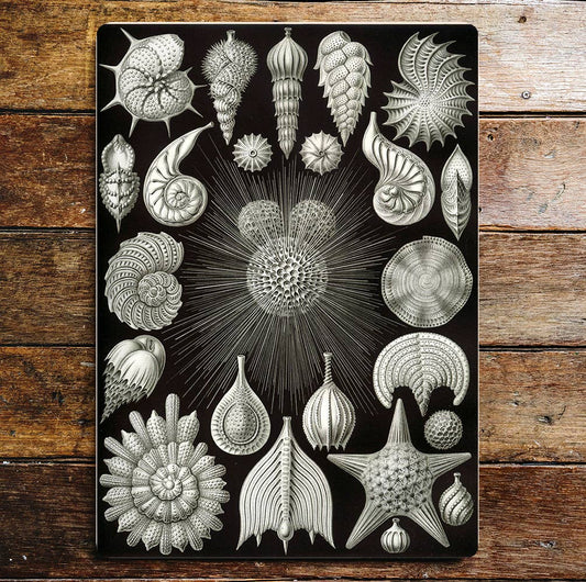 Fossils Shells Pattern Black and White | Metal Sign Plaque