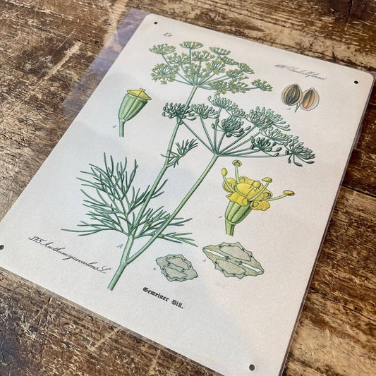Dill Herb flowers Botanical Vintage | Metal sign