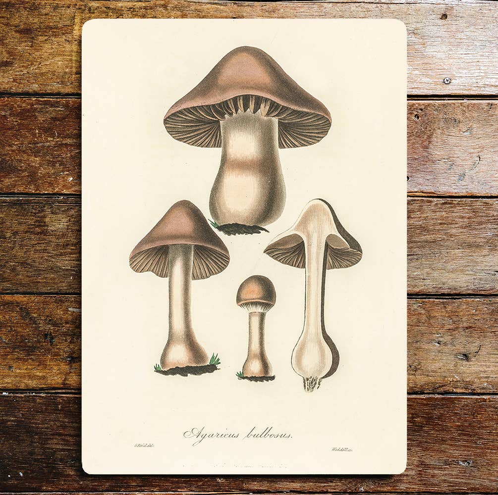 Brown death cap mushroom | Metal Wall Sign Plaque
