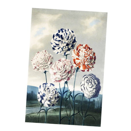 Carnations Vintage Botanical Flower Plants | Metal Sign