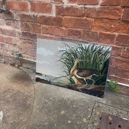 curlews bird botanical | Metal Wall Sign