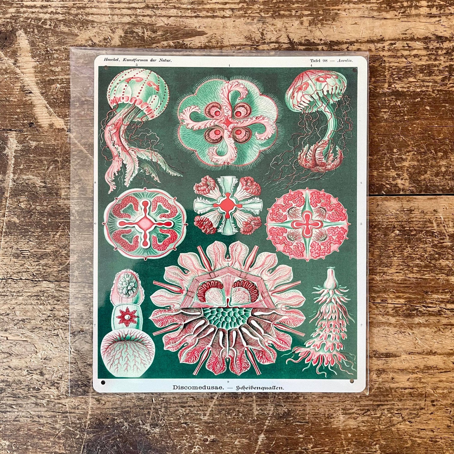 Ernst Haeckel Jelly fish Sea Green | Metal Wall Sign