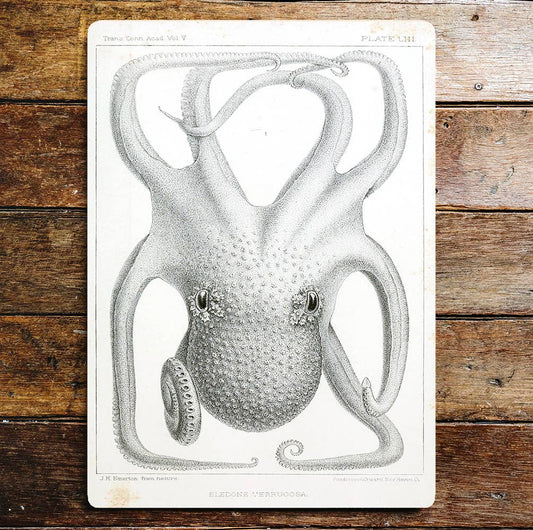 Octopus Sea life | Metal Wall Sign Plaque