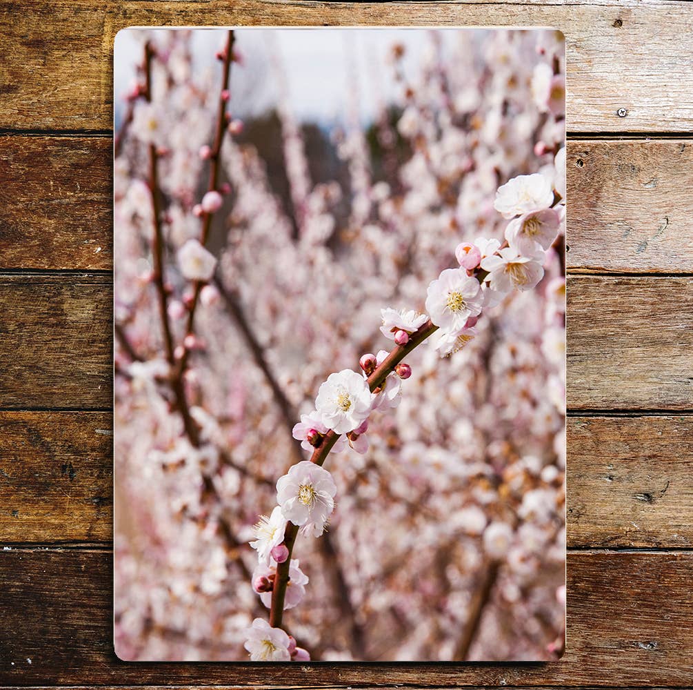 Blossom spring nature art | Metal Sign Plaque
