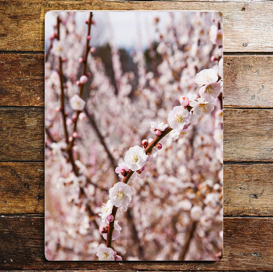 Blossom spring nature art | Metal Sign Plaque