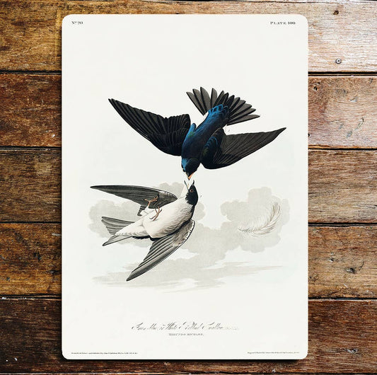 Fighting Birds Black White Feathers | Metal Sign Plaque