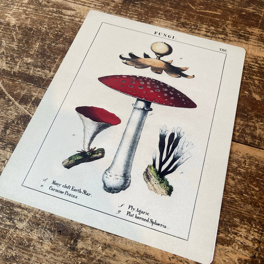 Vintage Botanical Fungi Red Mushrooms | Metal Art Wall Sign