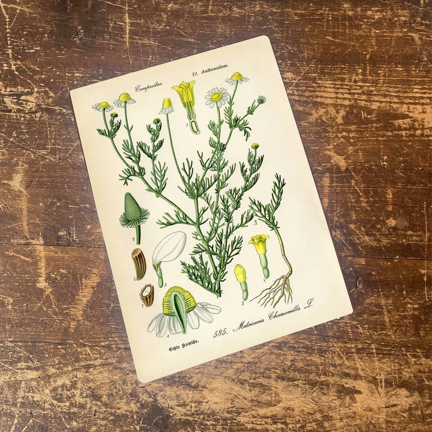 Chamomile Herb flowers Botanical | Metal sign