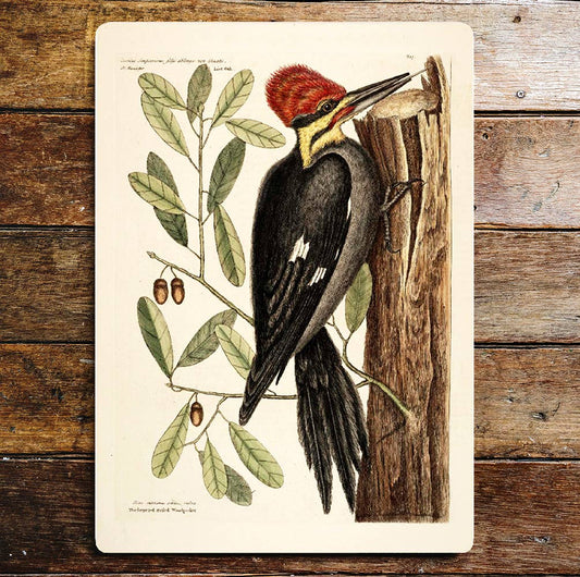 Woodpecker Branch Acorns and Leaves | Metal Sign Plaque