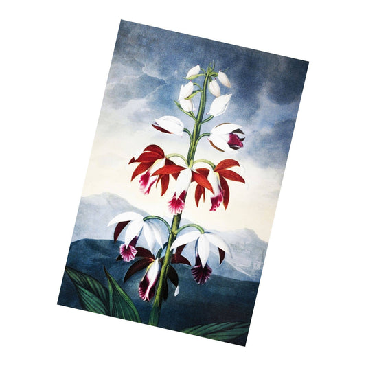 Limodoron Vintage Botanical Plants | Metal Sign