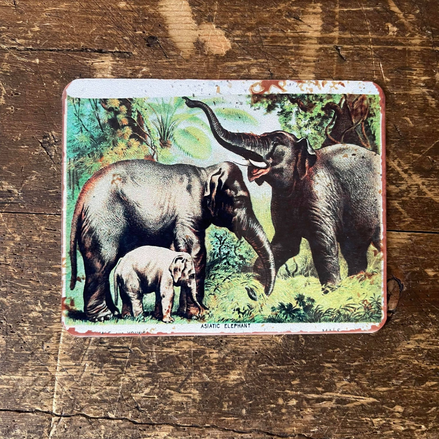 Elephants | Metal Sign Plaque