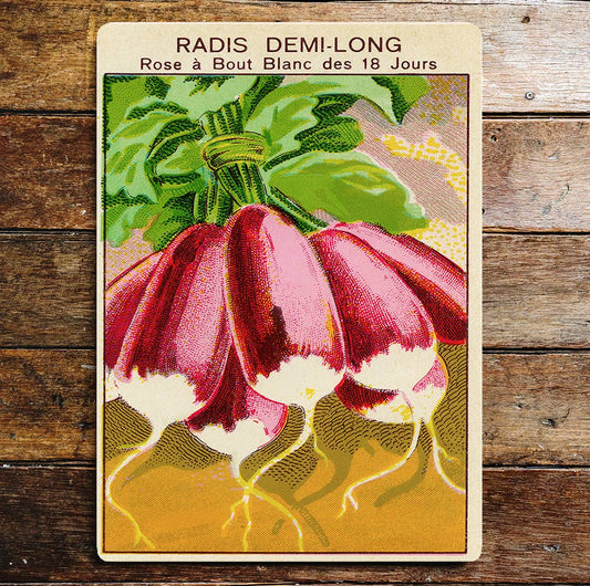 Radish Radis DemiLong Metal Sign plaque