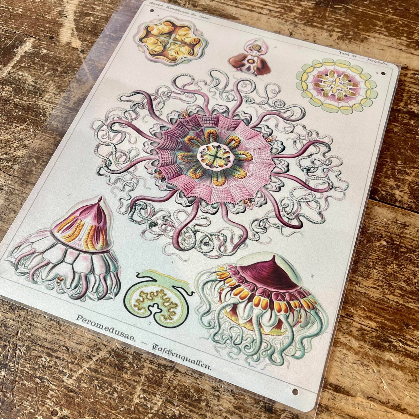 Ernst Haeckel Octopus | Metal Wall Sign