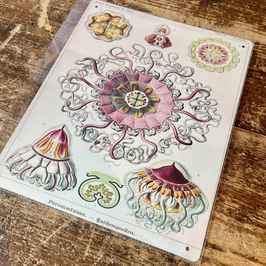 Ernst Haeckel Octopus | Metal Wall Sign