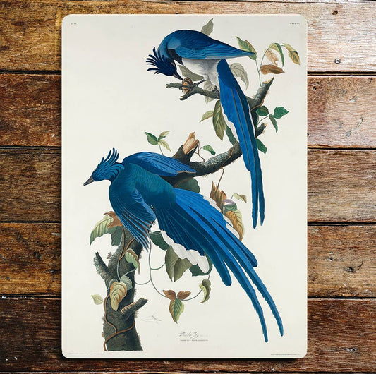 Blue Birds Large Long Tails Tree Branch | Metal Sign Plaque