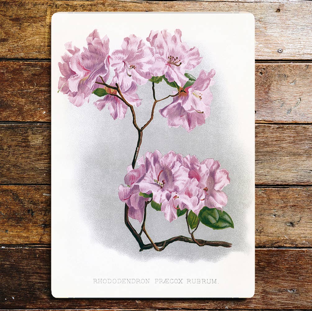 Rhododendron Precox Rubrum Pink Metal Wall Sign Plaque