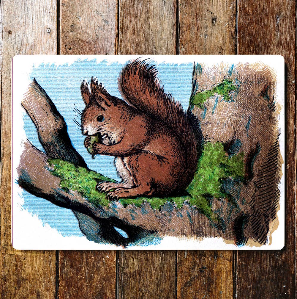 Squirrel Eating In Tree Blue Sky Metal Sign Plaque