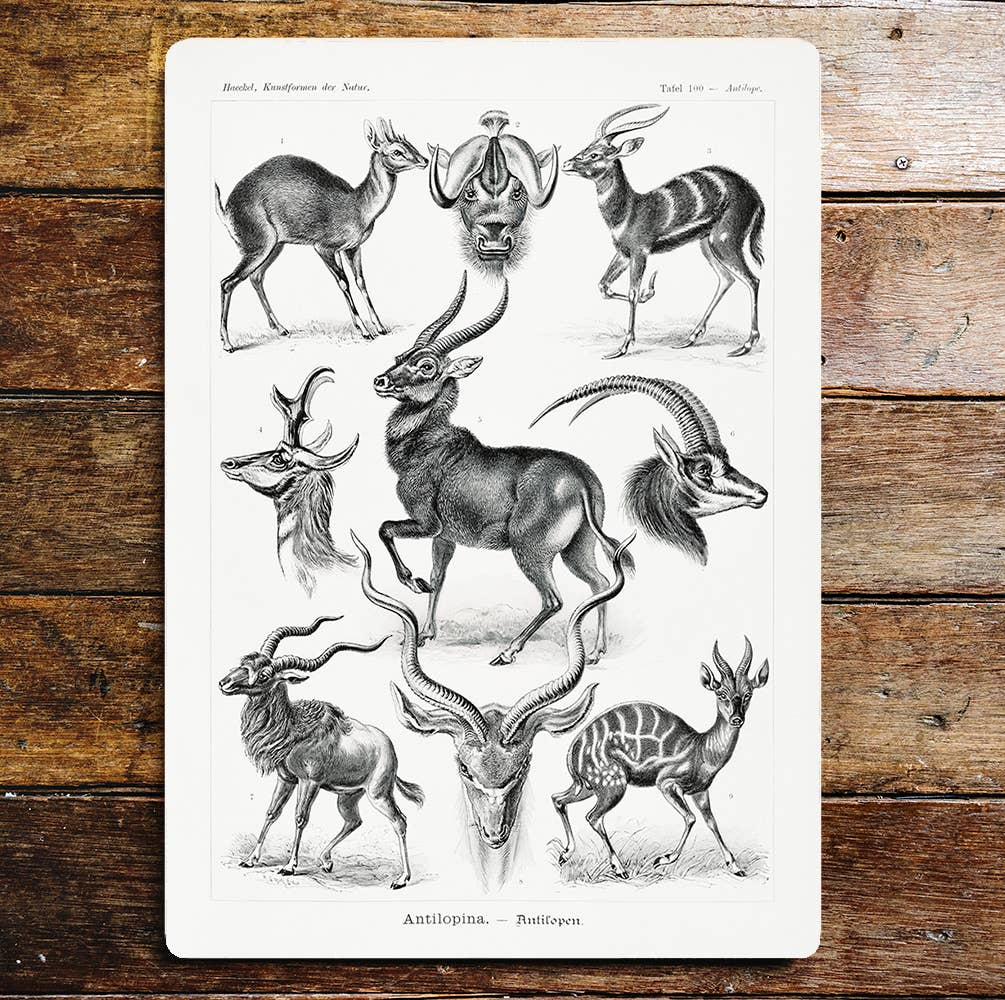 Antilopina Antelope Horns Stripes Animals | Metal Sign Plaque