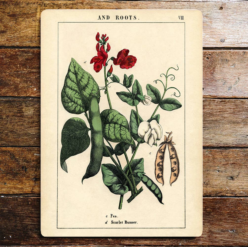 Flower Scarlet Runner Roots Green & Red | Metal Sign Plaque