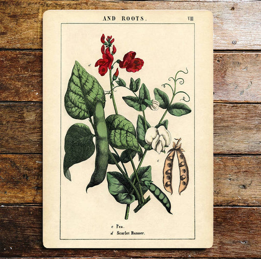 Flower Scarlet Runner Roots Green & Red | Metal Sign Plaque