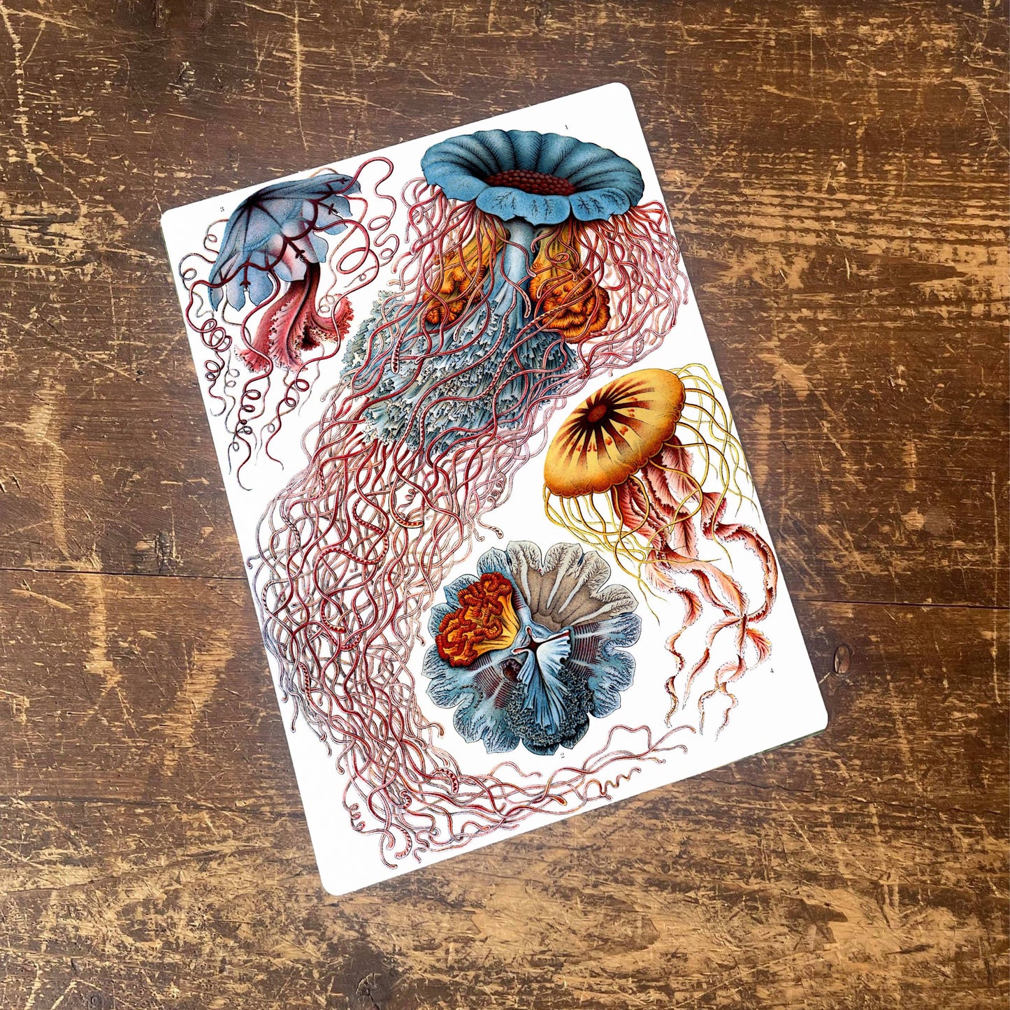 Ernst Haeckel Jelly fish Sea | Metal Wall Sign