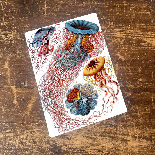 Ernst Haeckel Jelly fish Sea | Metal Wall Sign