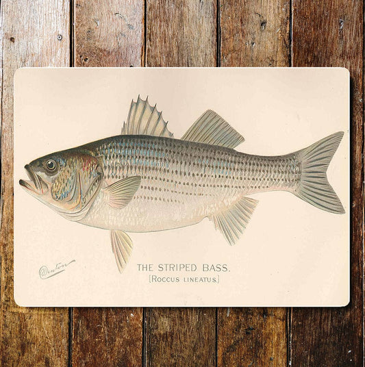 Striped Bass sport fish vintage art Metal Wall Sign