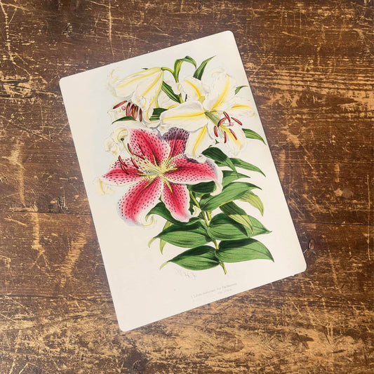 A Monograph of The Genus Lilium Flowers | Metal Wall Sign