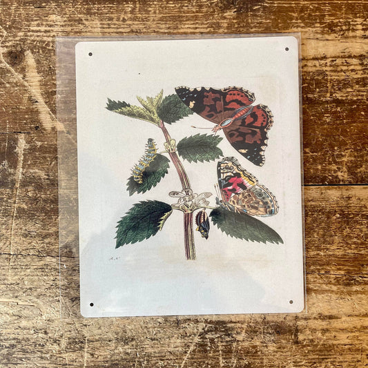 Painted lady butterfly, caterpillar, Metal Sign