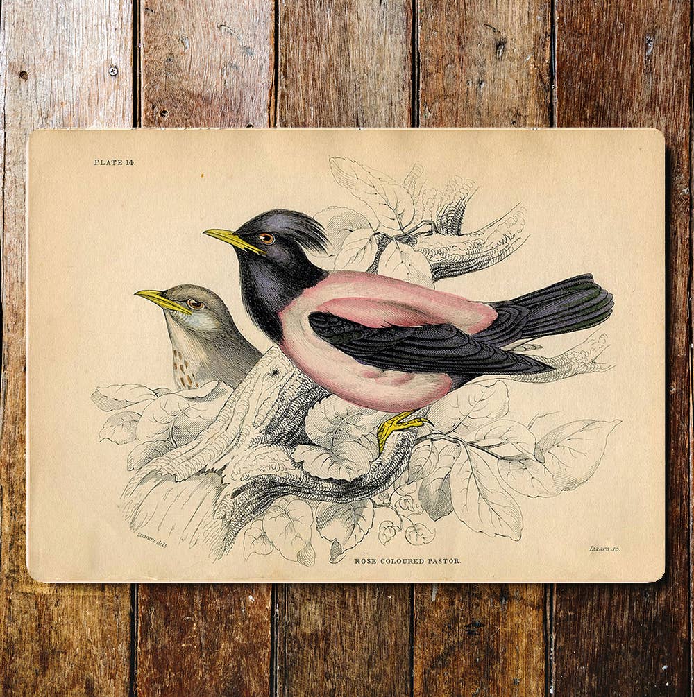 Rose Coloured Pastor Birds Pink And Black Metal Sign Plaque