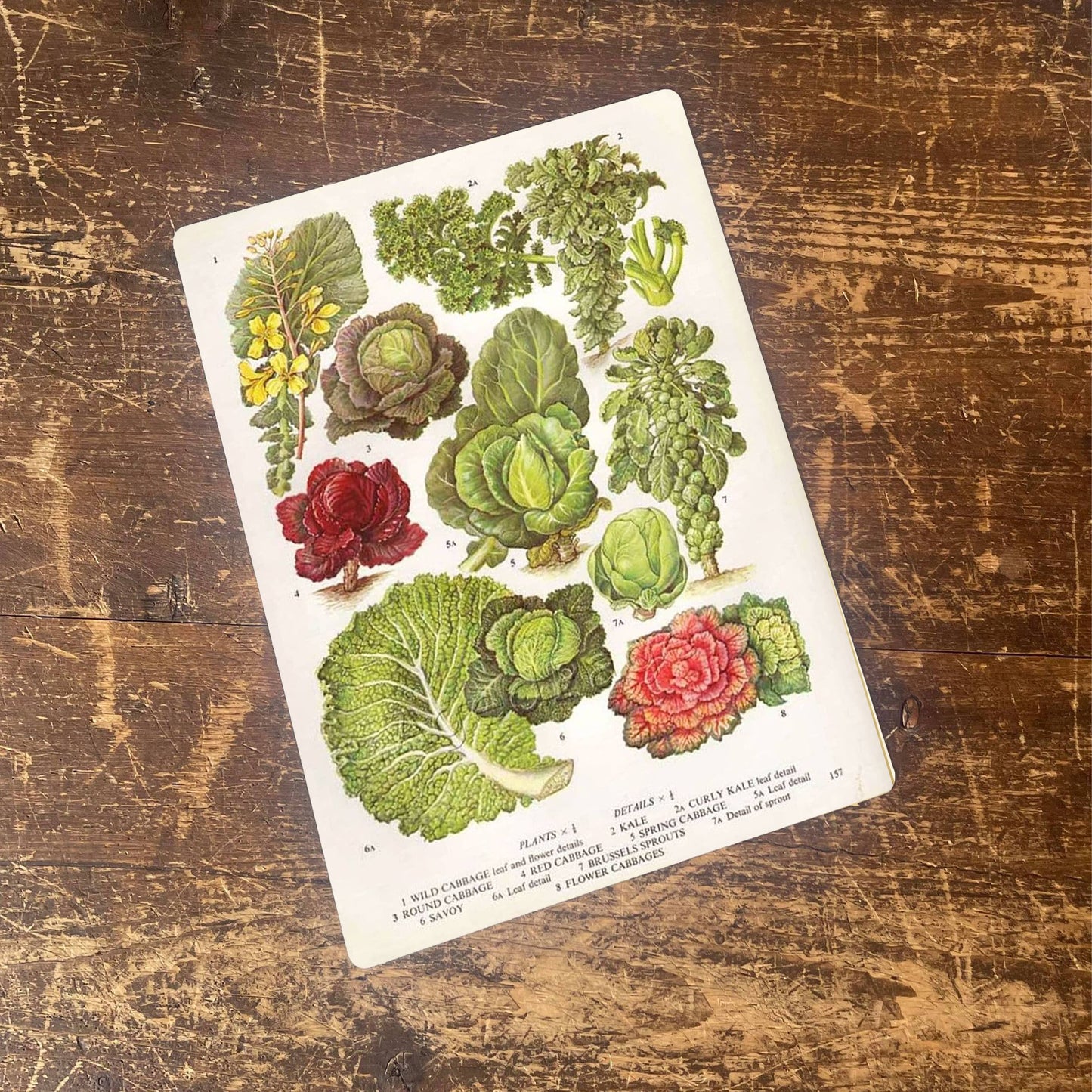 Cabbage Kale Savoy Brussel Sprouts | Metal Sign
