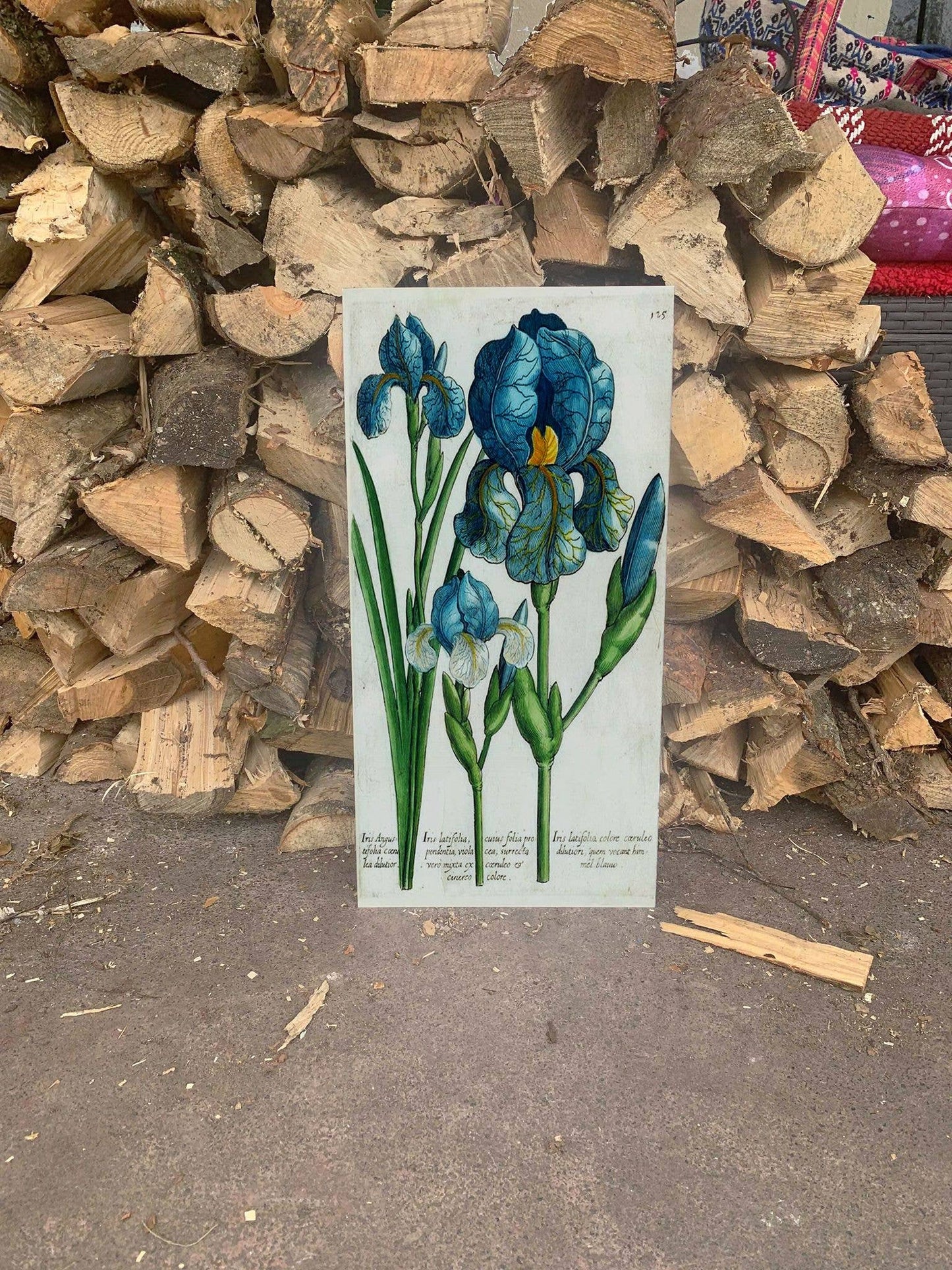 Iris Flower - | Metal Wall Sign