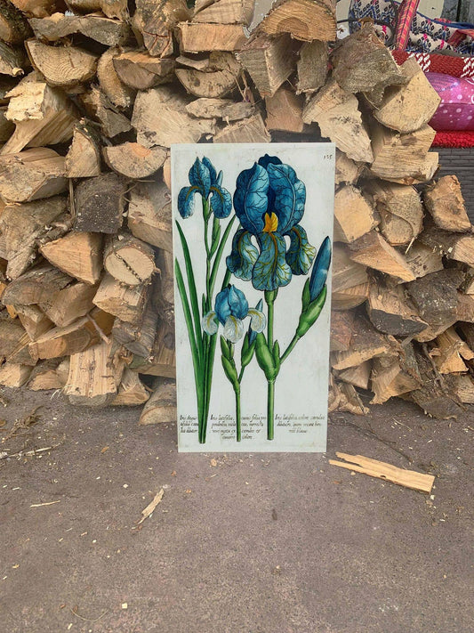 Iris Flower - | Metal Wall Sign