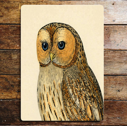 Owl Portrait Blue Eyes Animals | Metal Sign Plaque