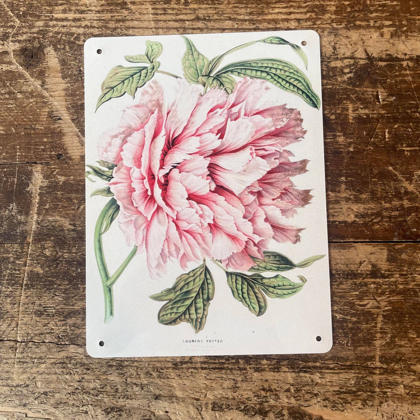 Peony illustration botanical illustration Metal Wall Sign