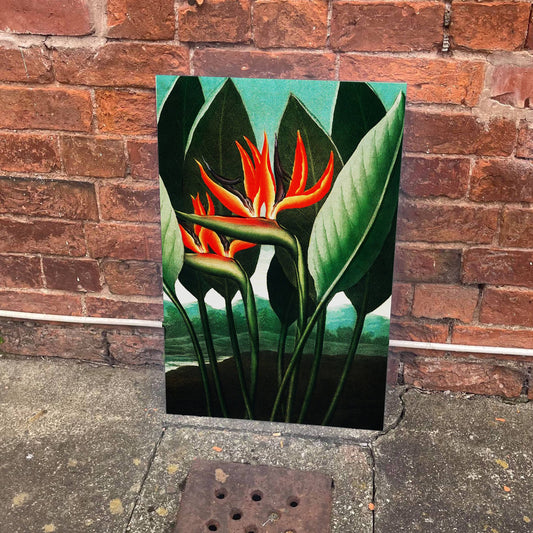 Bird of Paradise Vintage Botanical Plant | Metal Sign