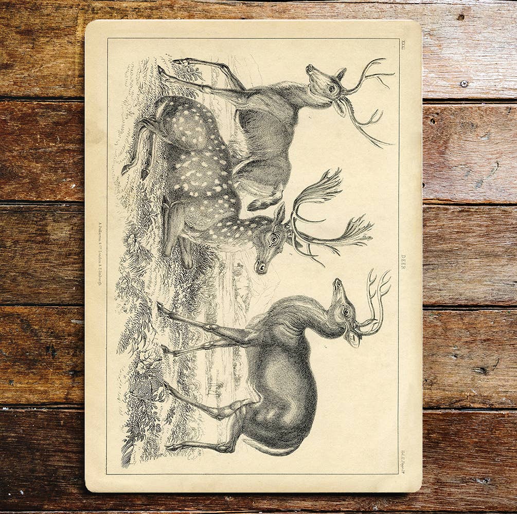 Deers 3 Antlers Countryside | Metal Wall Sign
