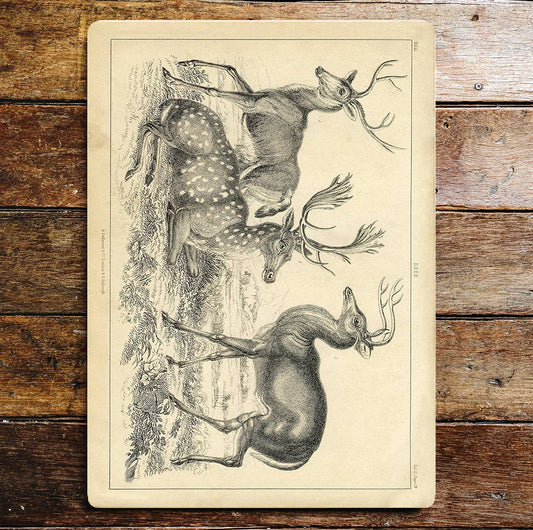 Deers 3 Antlers Countryside | Metal Wall Sign