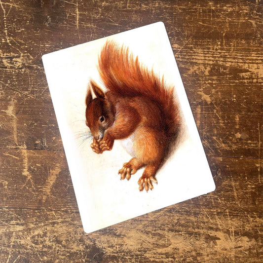 Squirrel Woodland Creature Animal Metal Animal Wall Sign