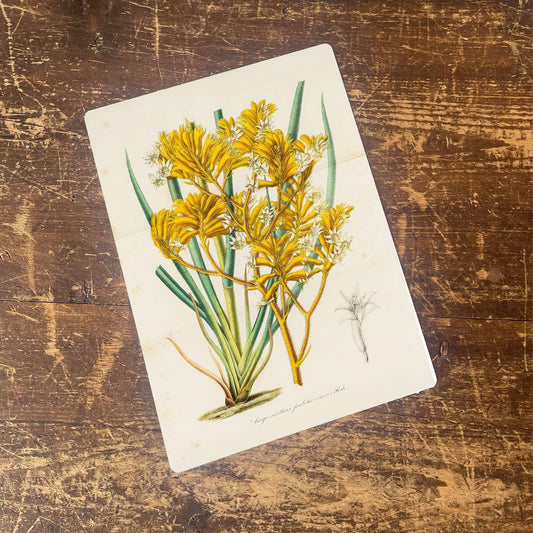 Vintage Flower illustration yellow flower | Metal Wall Sign