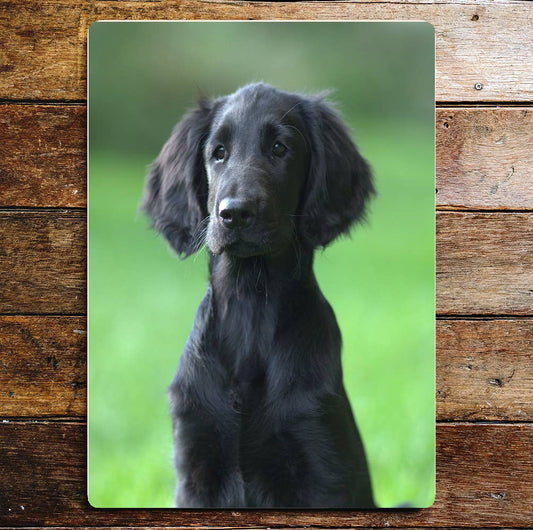 Black Retriever Puppy Dog Sitting | Metal Sign Plaque