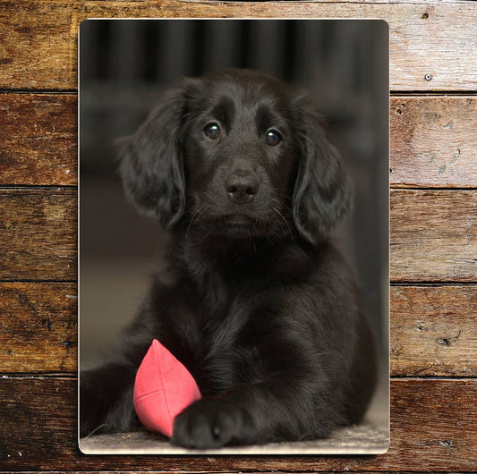 Black Retriever Puppy Dog With Toy | Metal Sign Plaque
