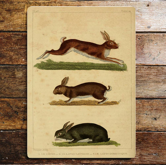 Rabbits Hares Running Eating Animals Metal Sign Plaque