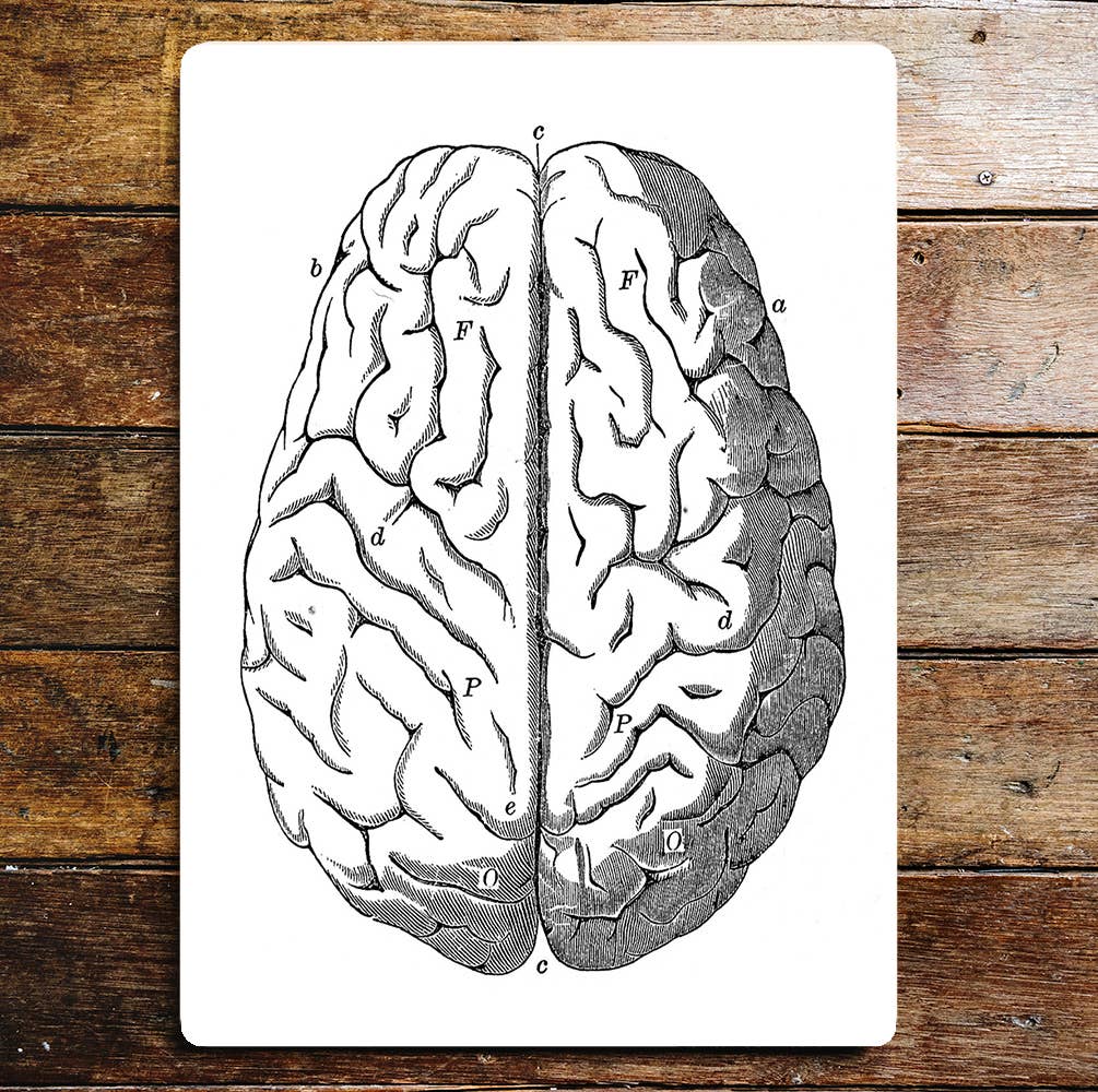 Brain Human Body Parts | Metal Sign Plaque
